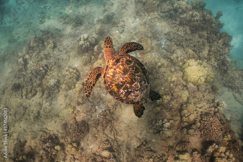 Sea Turtle in the Shallows