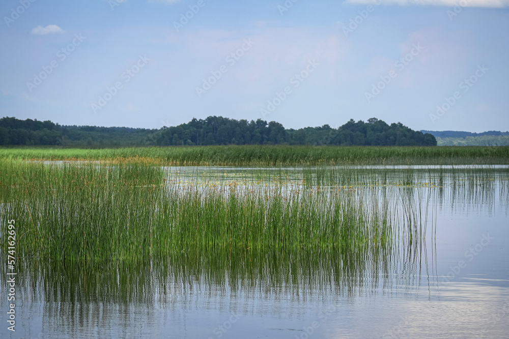 A view on a peaceful lake water with green reeds and visible forest on the background with blue sky reflection in water on sunny summer day A view on a peaceful lake water with green reeds and visible forest on the background with blue sky reflection in water on sunny summer day