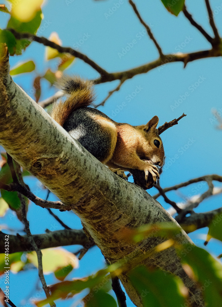 Obraz premium squirrel on tree