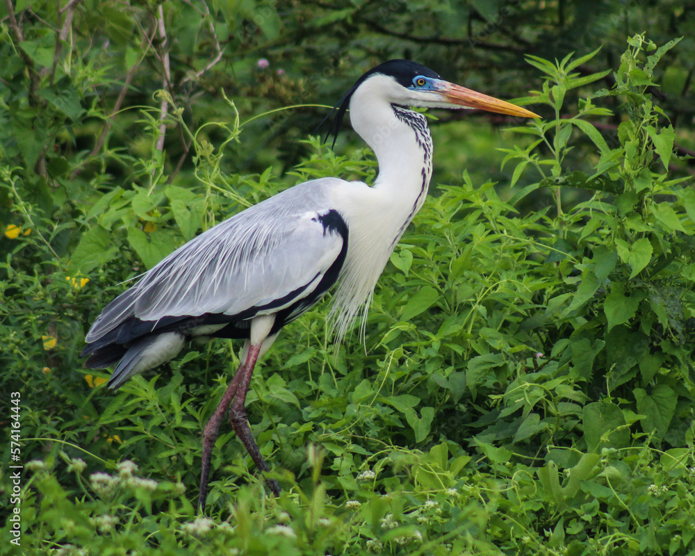 Maguari no Pantanal de Barão de Melgaço, Mato Grosso Maguari no Pantanal de Barão de Melgaço, Mato Grosso