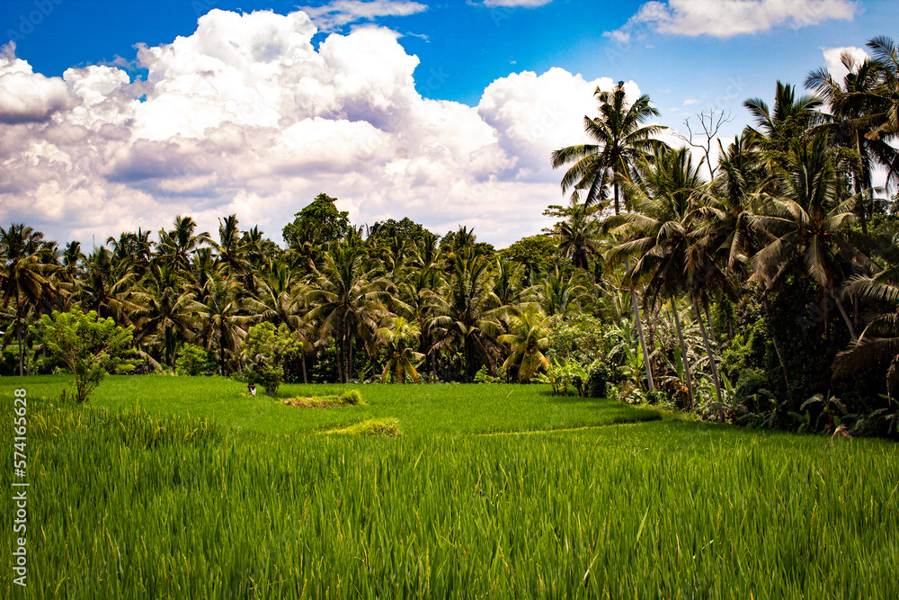 Fototapeta premium rice field