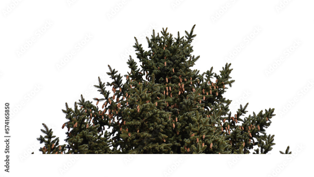 Fototapeta premium An isolated evergreen tree top with small pinecones against a transparent background