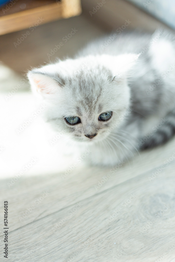 Striped tabby Kitten. Portrait of beautiful fluffy gray kitten. Cat, animal baby, kitten with big eyes sits on white floor and looking in camera on white background
