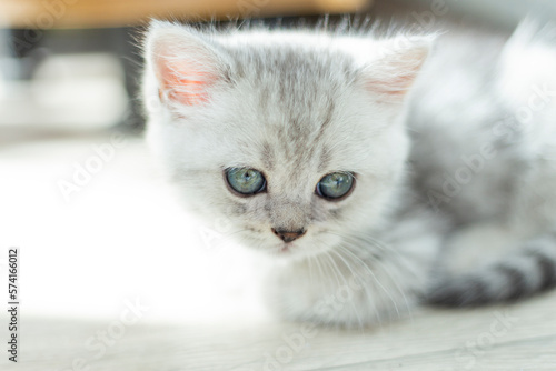 Striped tabby Kitten. Portrait of beautiful fluffy gray kitten. Cat, animal baby, kitten with big eyes sits on white floor and looking in camera on white background
