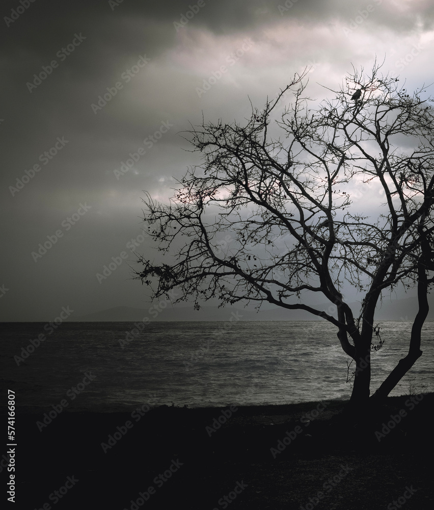 tree on the beach tree on the beach
