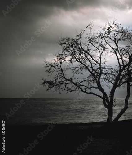 tree on the beach