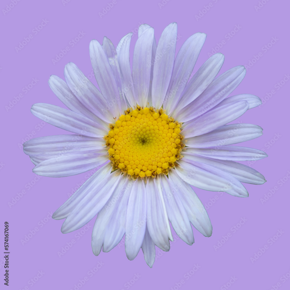 Purple daisy with purple background. Purple daisy. Purple daisy with purple background. Purple daisy.