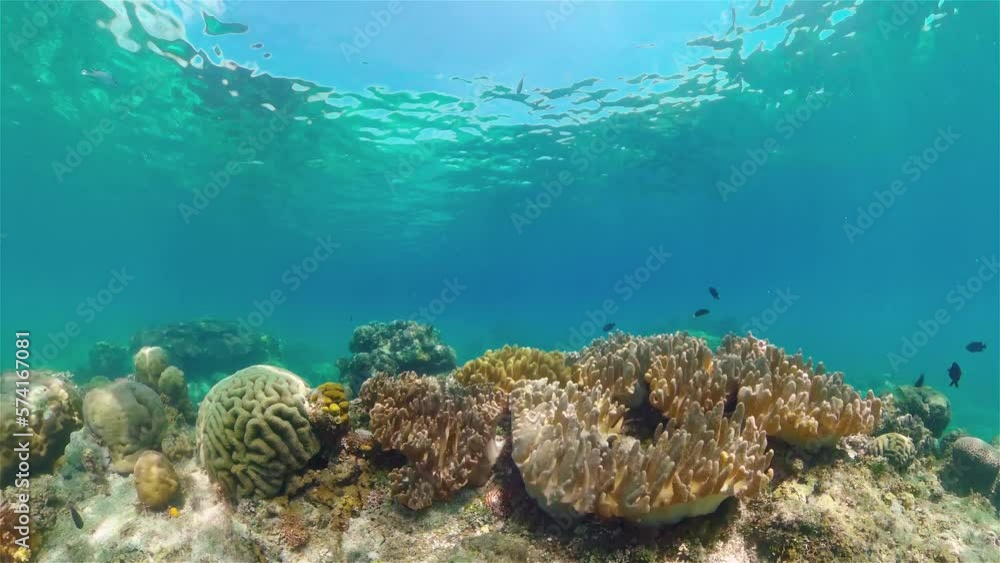 Coral reef underwater with tropical fish. Hard and soft corals, underwater landscape. Travel vacation concept. Philippines. Coral reef underwater with tropical fish. Hard and soft corals, underwater landscape. Travel vacation concept. Philippines.