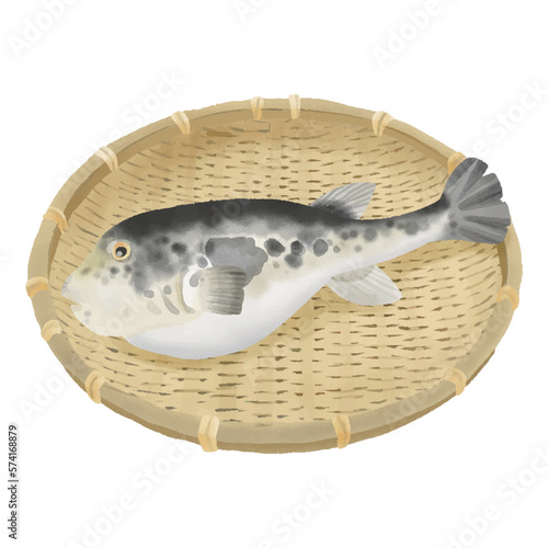 水彩タッチ　竹ざるの上のフグ