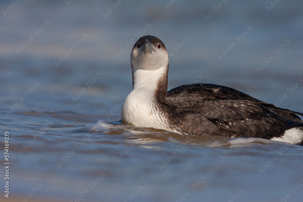 large waterfowl in its natural habitat, Black-throated Loon, Gavia arctica large waterfowl in its natural habitat, Black-throated Loon, Gavia arctica