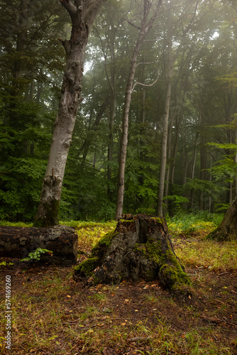 Buchen Wald Nebel Jasmund Nationalpark Sassnitz Insel R  gen