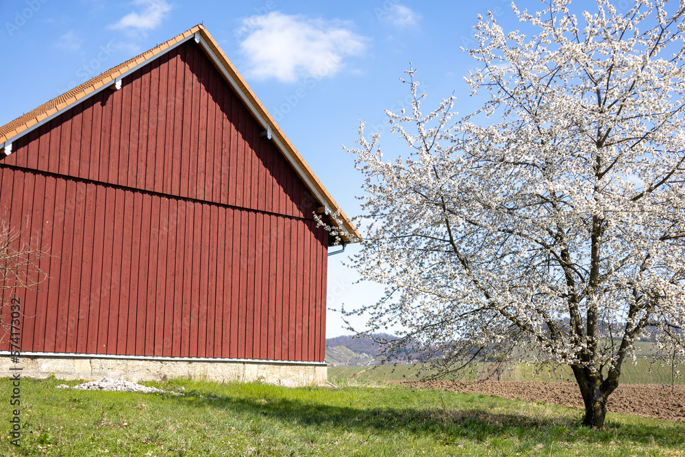 Obraz premium Kirschblüte vor einer roten Scheune