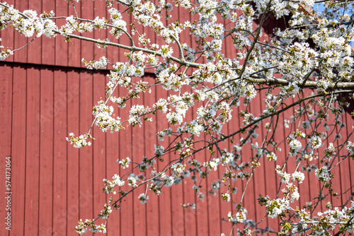 Kirschblüte vor einer roten Scheune