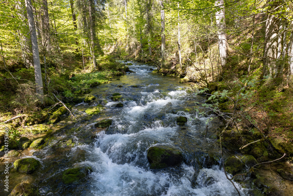 Wundervoller Gebirgsfluss in den Alpen von Wald umgeben 