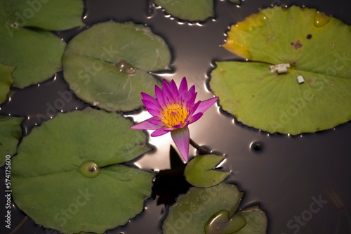 Lotus photo