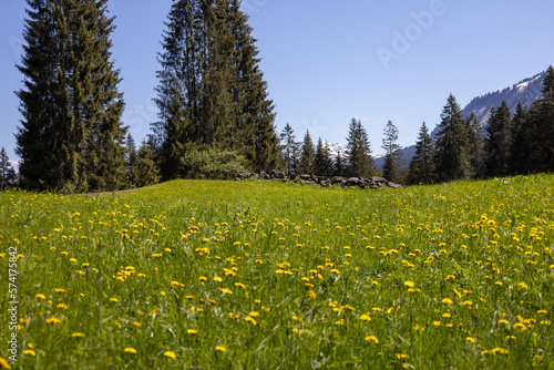 Blumenwiese in den Bergen 