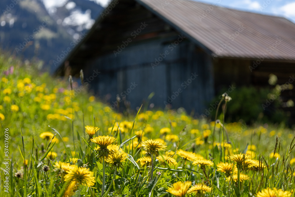 Wunderschönes Alpenpanorama mit Blumen und einer Hütte Wunderschönes Alpenpanorama mit Blumen und einer Hütte