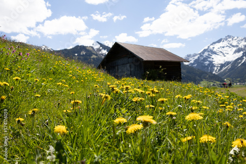Alpenpanorama mit Blumen, Bergen und einer Holzhütte © carolindr18