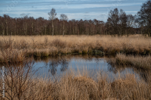 Bog landscape of high moor with small lake and birch forest in background