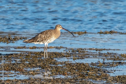 Tableau sur toile Curlew at the water edge / Numenius