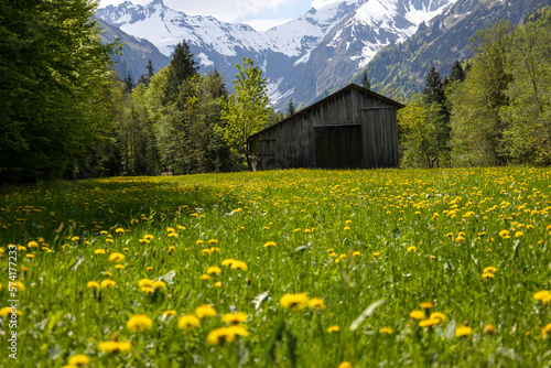 Wunderschönes Alpenpanorama mit Blumen und einer Hütte © carolindr18