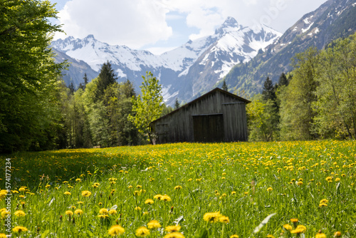 Wundersch  nes Alpenpanorama mit Blumen und einer H  tte