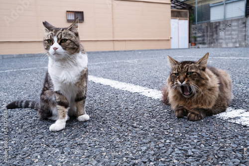 Valokuva 仲の良い二匹の野良猫