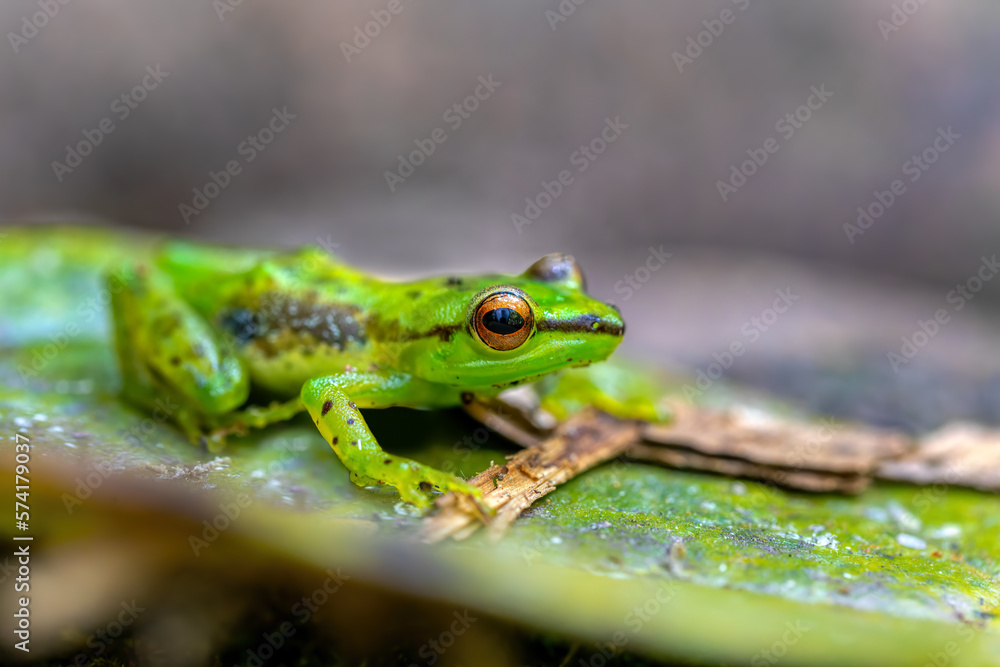 Guibemantis pulcher, endemic species of frog in the family Mantellidae. Andasibe-Mantadia National Park, Madagascar wildlife animal Guibemantis pulcher, endemic species of frog in the family Mantellidae. Andasibe-Mantadia National Park, Madagascar wildlife animal