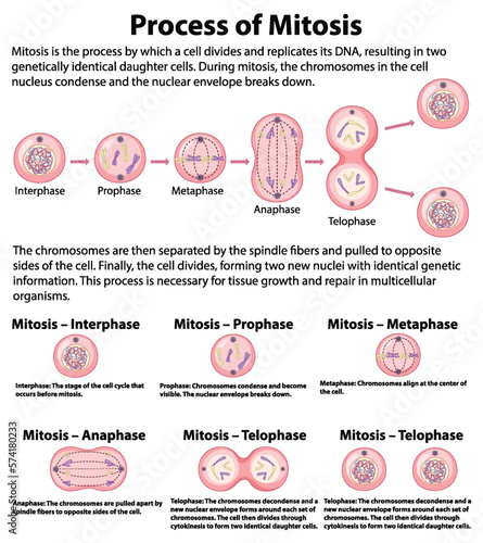 Process of mitosis phases with explanations
