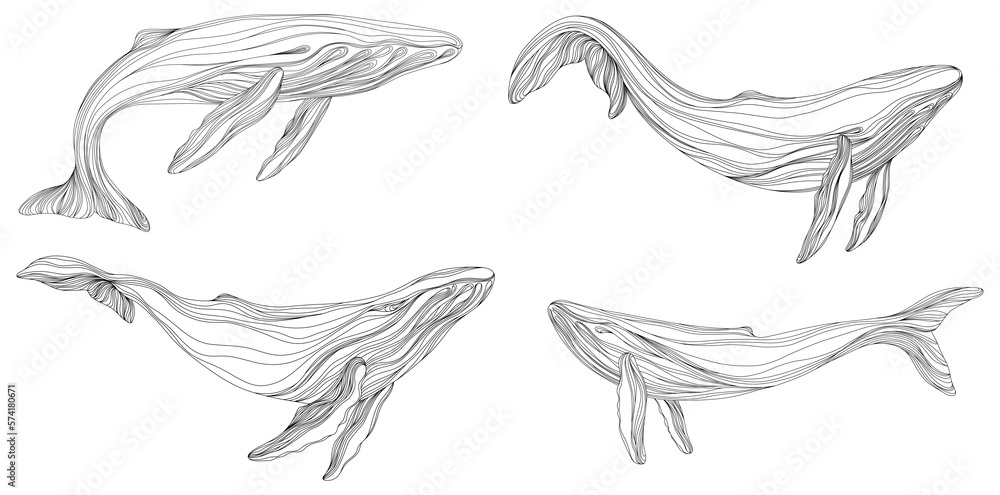 Fototapeta premium Abstract whales floating underwater. Illustration isolated animal on white background. Ocean mammal swimming set.