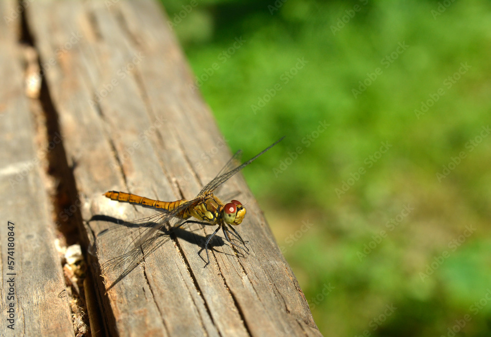 Libellula fulva (immature female) Libellula fulva (immature female)