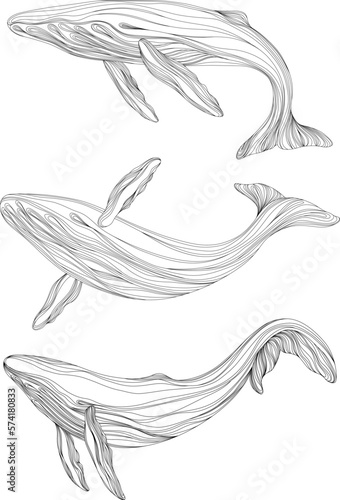 Abstract whales floating underwater. Illustration isolated animal on white background. Ocean mammal swimming set.