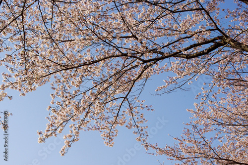 晴天の桜