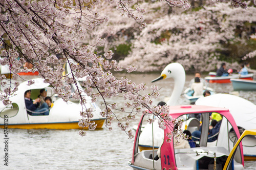 池の桜と足漕ぎボート