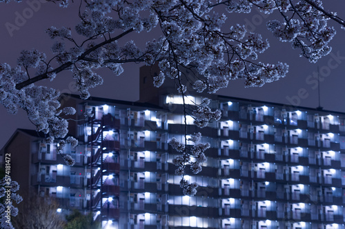 夜の団地と桜