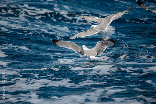 Seagulls at Croatian Sea © Nailia Schwarz