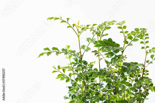 白背景の観葉植物（シマトネリコ）