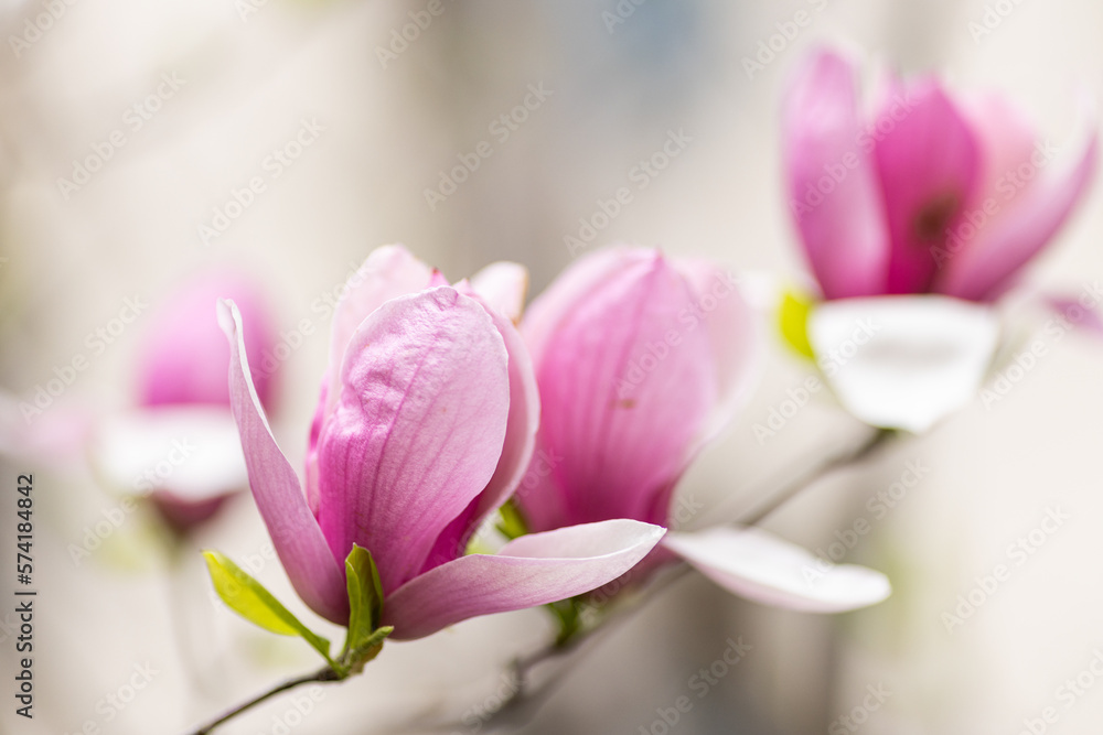 Beautiful floral spring abstract background of nature. Branches of blossoming magnolia with selective focus. Web Banner For easter and spring greeting cards with copy space Beautiful floral spring abstract background of nature. Branches of blossoming magnolia with selective focus. Web Banner For easter and spring greeting cards with copy space