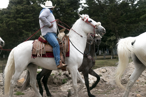 Mexican rider with white hat on a white horse beside a grey colt in the Mexican countryside, forest in background  © sergio