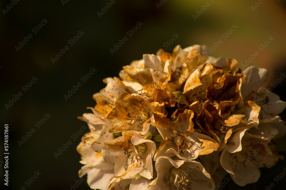 Dried Dombeya spring flower close up with black background detailed Dried Dombeya spring flower close up with black background detailed