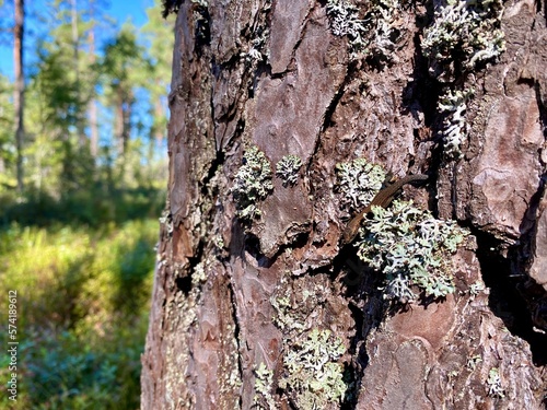 tree texture