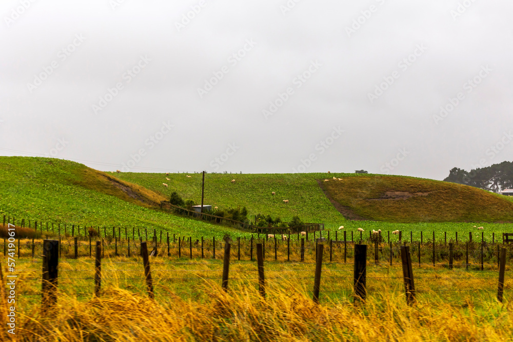 Fototapeta premium Flock of sheep on green grass