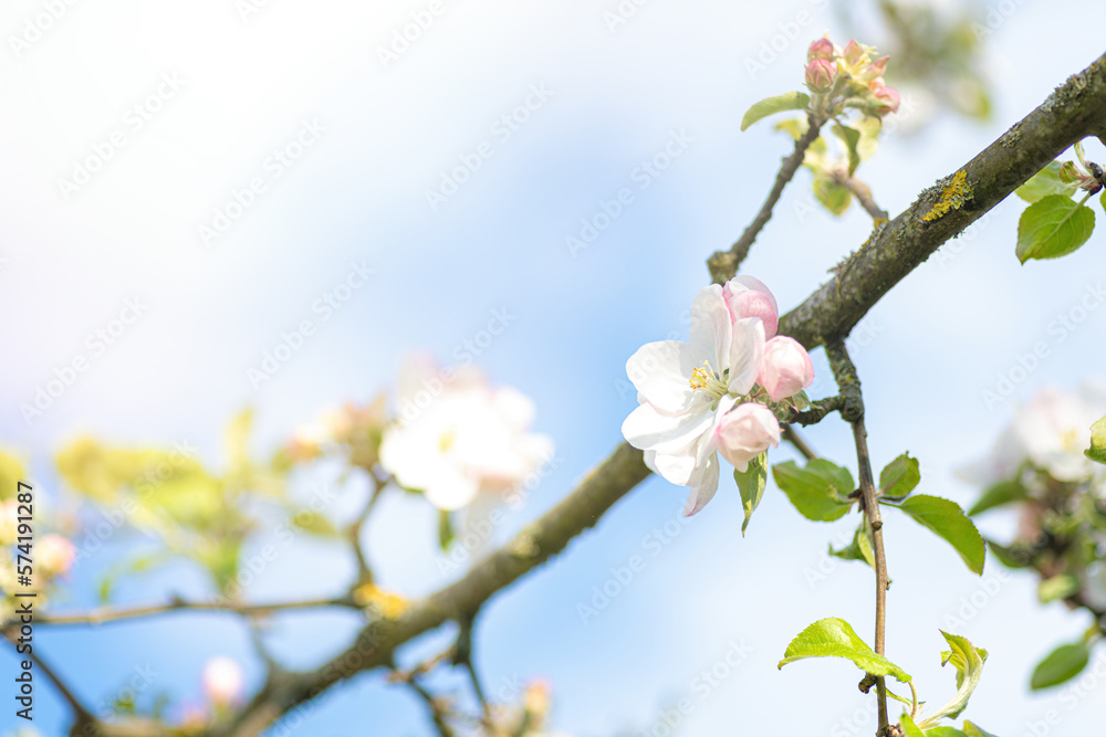 Apple blossom in a springtime close up, sunny day. Idea of spring and romance Apple blossom in a springtime close up, sunny day. Idea of spring and romance