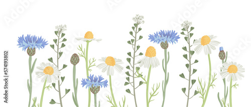 blue cornflowers, daisies and shepherd's purse, field flowers, vector drawing wild plants at white background, hand drawn botanical illustration