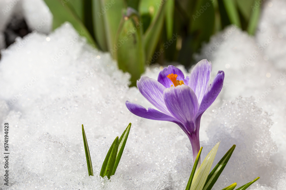 Spring crocus in the snow, lit by the sun Spring crocus in the snow, lit by the sun