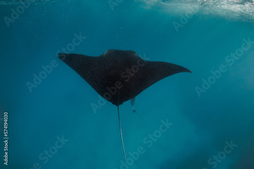 Manta ray swimming freely in ocean. Giant manta ray floating underwater in the tropical ocean © artifirsov