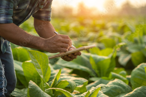 Man is examining to the plant and making note to notebook with pen. Management, planning or analyze on tobacco plant after planting. Technology for agriculture Concept