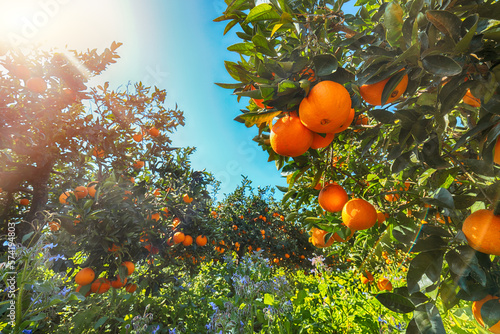 Obraz na płótnie Ripe oranges on tree in orange garden. w salonie