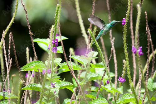 Green violet-ear (Colibri thalassinus) hummingbird, Costa Rica photo