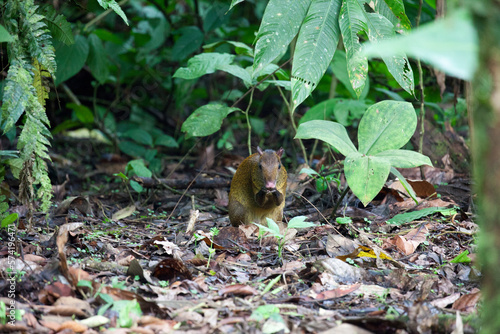 Agouti near safety of trees in Tirimbina Biological Reserve, Costa Rica photo
